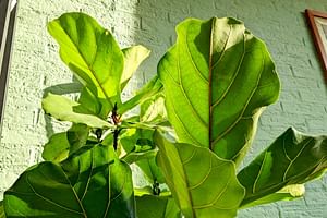 Plant Detective: Find out what makes your plants tick