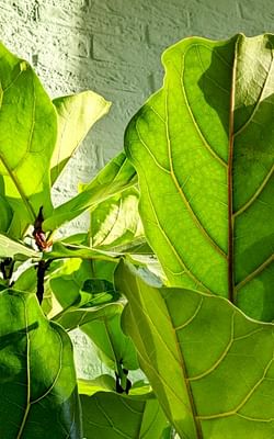 How to take care for a Ficus Lyrata (Fiddle Leaf Fig)