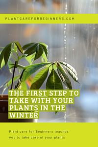 The first step to take with your plants in the winter