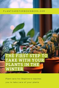 The first step to take with your plants in the winter