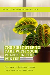 The first step to take with your plants in the winter