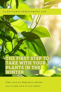 The first step to take with your plants in the winter
