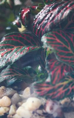 How to care for a fittonia (nerve plant)