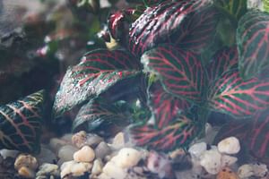 How to care for a fittonia (nerve plant)