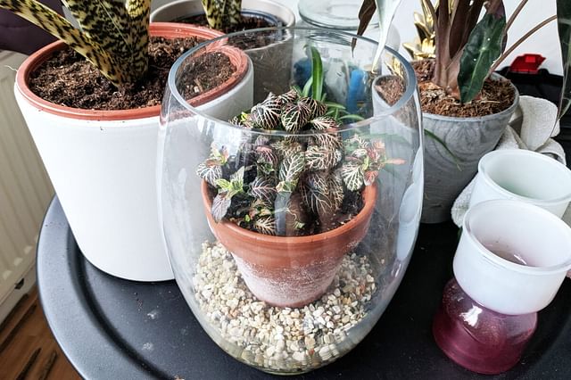 "Fittonia in a glass jar"