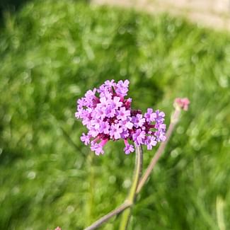 Read a plant care guide