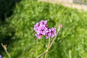 This is why you need flowers in your fruit/vegetable garden