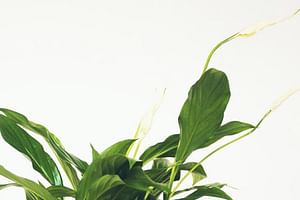 Peace Lily