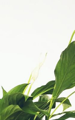 How to care for a Peace Lily