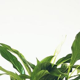 Peace Lily