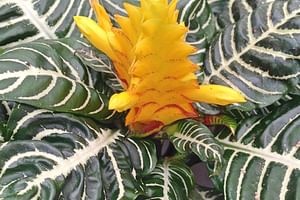 Zebra plant (Aphelandra squarrosa)
