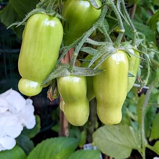 Read a plant care guide