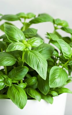 How to start an indoor herb garden