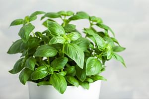 How to start an indoor herb garden