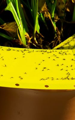 How to get rid of fungus gnats on houseplants