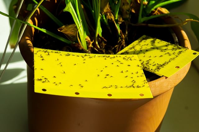 Fungus gnats