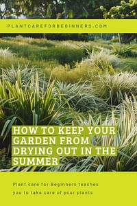 How to keep your garden from drying out in the summer
