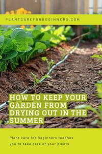 How to keep your garden from drying out in the summer