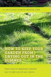 How to keep your garden from drying out in the summer