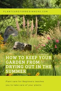 How to keep your garden from drying out in the summer