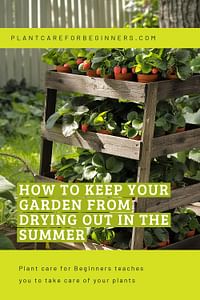 How to keep your garden from drying out in the summer