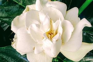 Gardenia