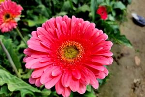Gerbera jamesonii