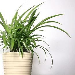 Spider plant