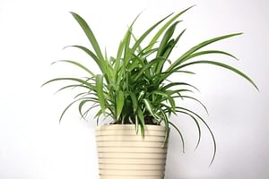 How to care for a spider plant