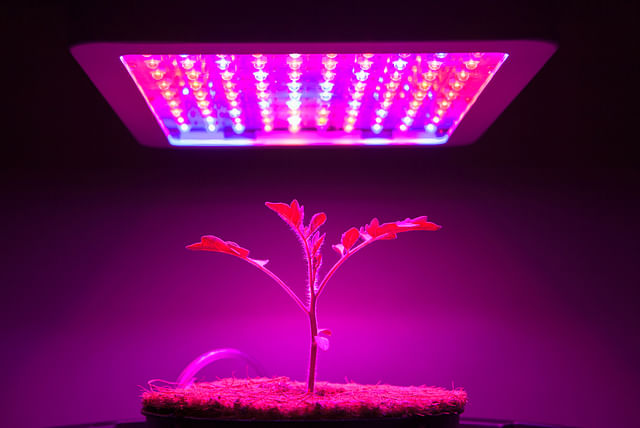 grow-light.jpg