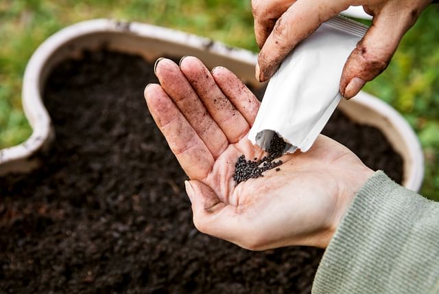 Plant seeds