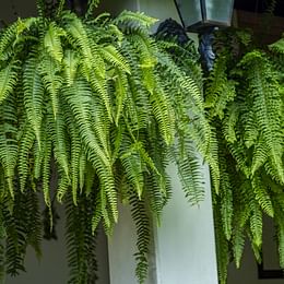 Boston Fern