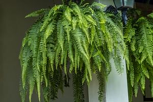 How to take care of a Fern indoors
