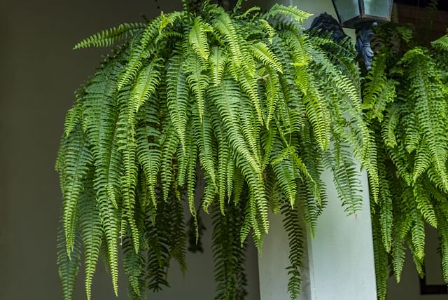 hanging-fern.jpg