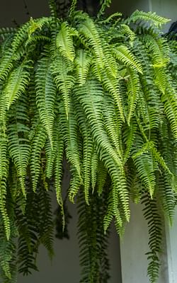 How to take care of a Fern indoors