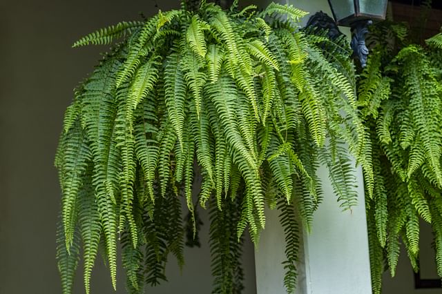 Hanging Fern