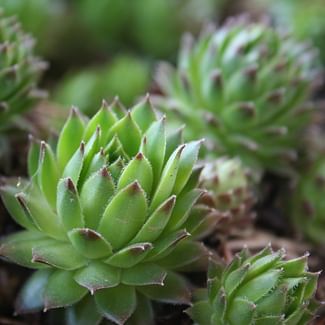 Read a plant care guide