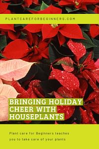 Bringing holiday cheer with houseplants