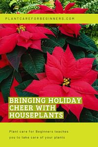 Bringing holiday cheer with houseplants