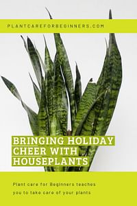 Bringing holiday cheer with houseplants