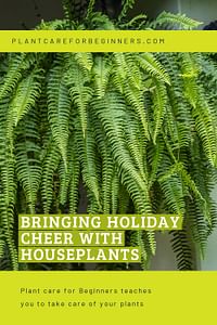 Bringing holiday cheer with houseplants