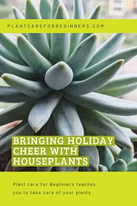 Bringing holiday cheer with houseplants