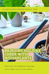 Bringing holiday cheer with houseplants