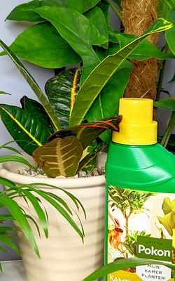 Spring is coming! These are the 2 houseplant chores to do this weekend!