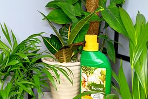 Spring is coming! These are the 2 houseplant chores to do this weekend!