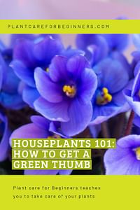 Houseplants 101: How to get a green thumb
