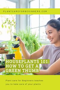 Houseplants 101: How to get a green thumb