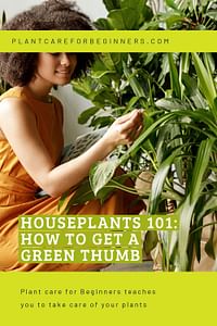 Houseplants 101: How to get a green thumb