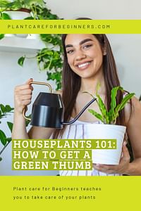 Houseplants 101: How to get a green thumb