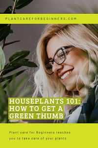 Houseplants 101: How to get a green thumb